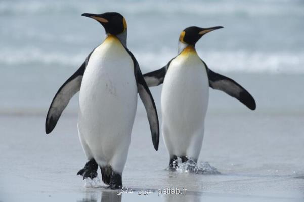 كشف كلونی های جدید پنگوئن های امپراطور در جنوبگان