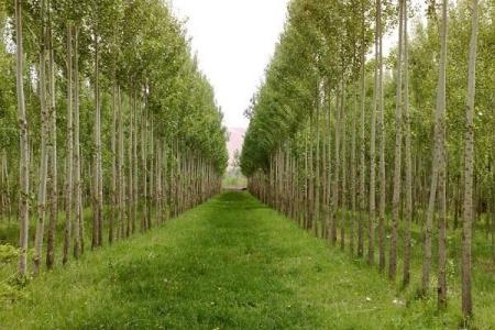 اجرای ۲۳۰ هزار هكتاری زراعت چوب در كشور