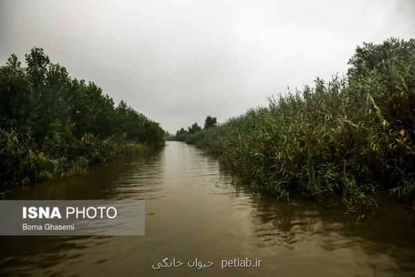 حق آبه تالاب انزلی به زودی مشخص می شود