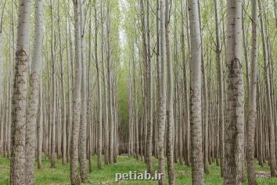 اجرای ۲۰۰هكتاری زراعت چوب در جنگل های كهگیلویه و بویراحمد طی سالجاری