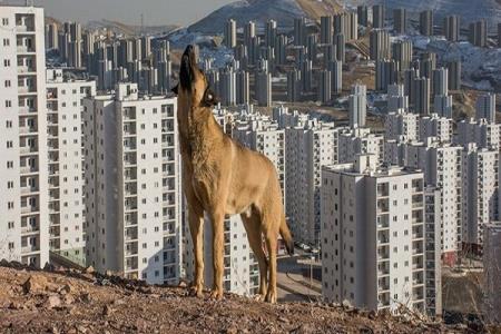 جولان سگ ها در پردیس و مردم سرگردان میان شهرداری و شركت عمران