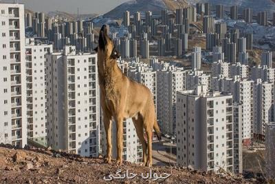 جولان سگ ها در پردیس و مردم سرگردان میان شهرداری و شركت عمران