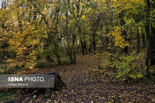 جنگل پشتوانه ای برای ثبات حیات