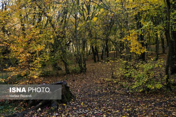 جنگل پشتوانه ای برای ثبات حیات