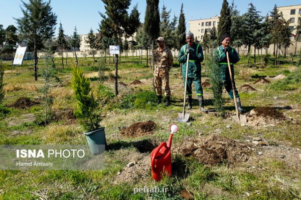 غرس ۲۰ میلیون اصله نهال در پنج ناحیه رویشی جنگلی كشور